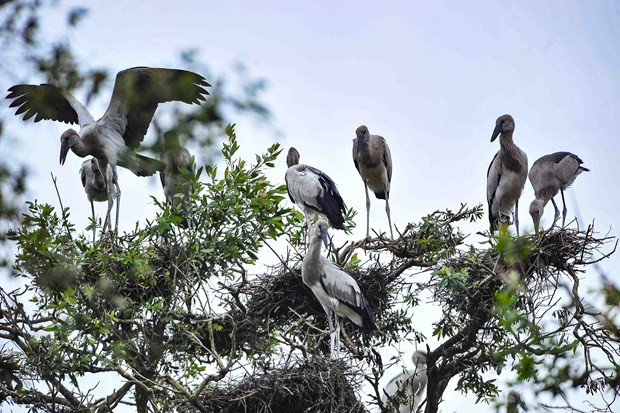 Proposition de créer un réseau des Sites Ramsar du Vietnam ảnh 1 Proposition de créer un réseau des Sites Ramsar du Vietnam ảnh 1