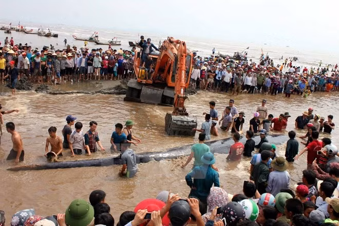 Une baleine de 15 tonnes sauvée à Nghe An ảnh 1 Une baleine de 15 tonnes sauvée à Nghe An ảnh 1