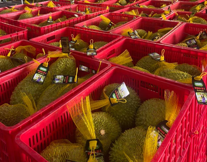 Le durian Ri6 du Vietnam bien apprécié en Australie ảnh 1 Le durian Ri6 du Vietnam bien apprécié en Australie ảnh 1