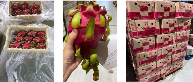 Priorité à l'application de la technologie dans l'emballage des produits agricoles ảnh 1 Priorité à l'application de la technologie dans l'emballage des produits agricoles ảnh 1