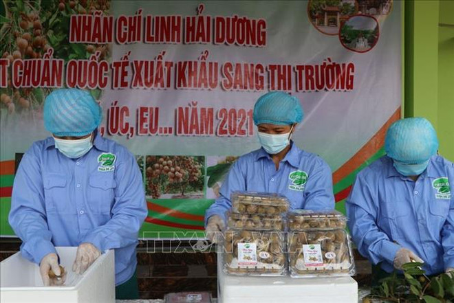Hai Duong commence la récolte des longanes destinés à l’exportation ảnh 2 Hai Duong commence la récolte des longanes destinés à l’exportation ảnh 2