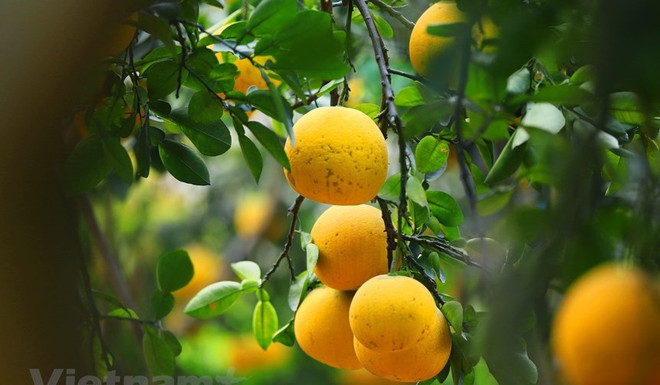 Le pamplemousse vietnamien pénètre dans le marché américain ảnh 1 Le pamplemousse vietnamien pénètre dans le marché américain ảnh 1