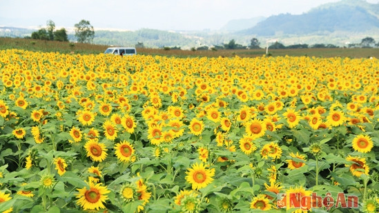 Nghê An organisera le Festival du tournesol ảnh 1
