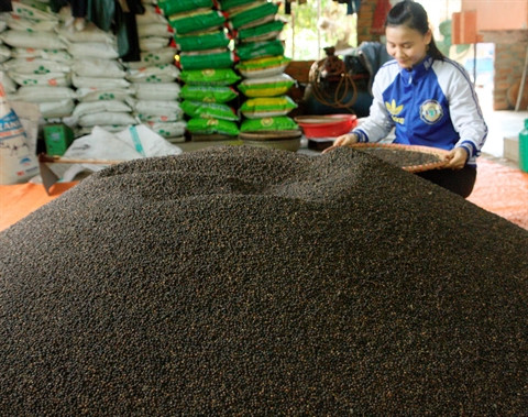 Le poivre, une épice «en or» pour le Vietnam ảnh 1 Le poivre, une épice «en or» pour le Vietnam ảnh 1