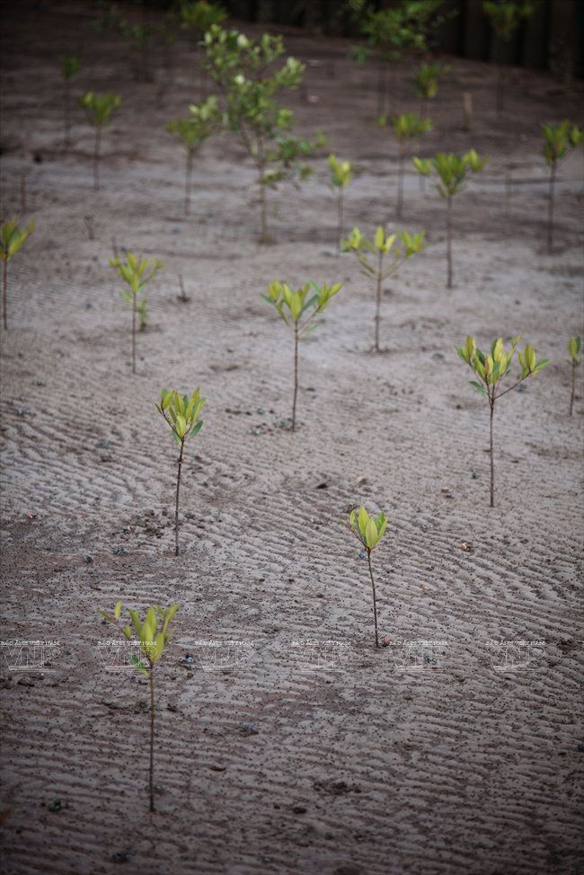 Le Périophthalme caramélisé, poivré et cuit à l’étouffé, une spécialité de Cà Mau ảnh 3 Le Périophthalme caramélisé, poivré et cuit à l’étouffé, une spécialité de Cà Mau ảnh 3