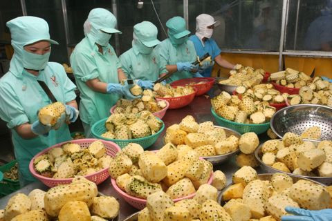 12 milliards de dollars d’exportations de produits agricoles, sylvicoles et aquatiques ảnh 1 12 milliards de dollars d’exportations de produits agricoles, sylvicoles et aquatiques ảnh 1