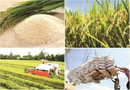 2017: une bonne année pour les exportations nationales de riz ảnh 1