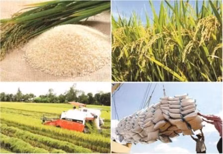 2017: une bonne année pour les exportations nationales de riz ảnh 1