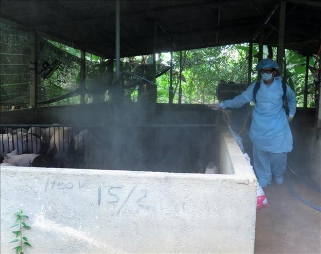 Des foyers épidémiques de peste porcine africaine découvertes à Hung Yen et Thai Binh ảnh 1 Des foyers épidémiques de peste porcine africaine découvertes à Hung Yen et Thai Binh ảnh 1