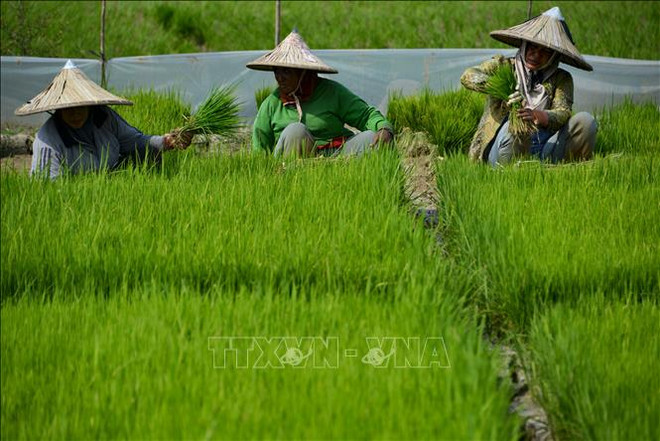 L'Indonésie réserve plus de 6 milliards de dollars pour assurer sa sécurité alimentaire ảnh 1 L'Indonésie réserve plus de 6 milliards de dollars pour assurer sa sécurité alimentaire ảnh 1