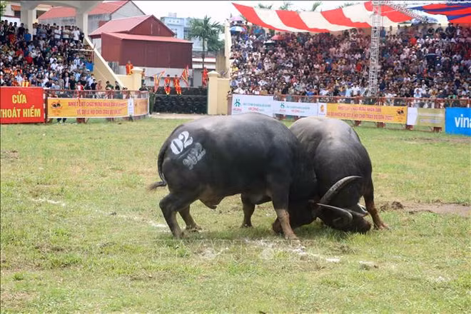 Ouverture de la Fête du combat de buffles à Dô Son ảnh 2