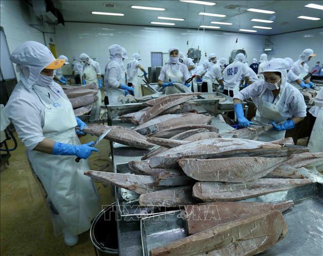 Les exportations nationales de thon ont atteint un milliard de dollars pour la première fois ảnh 1 Les exportations nationales de thon ont atteint un milliard de dollars pour la première fois ảnh 1