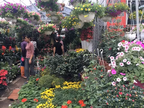 Voici venir le Têt ảnh 2