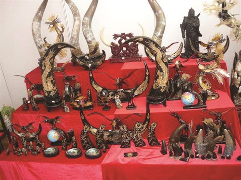 La corne de buffle, ça peut rapporter gros ảnh 1 La corne de buffle, ça peut rapporter gros ảnh 1