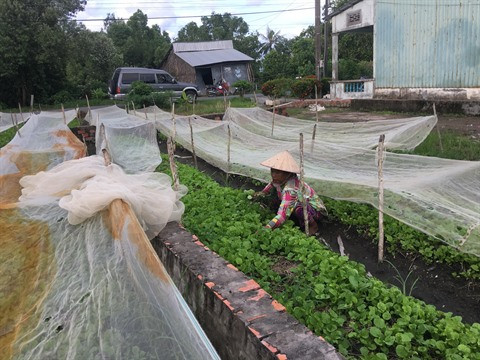 Microfinance et formation aident les Khmers à sortir de la pauvreté ảnh 1