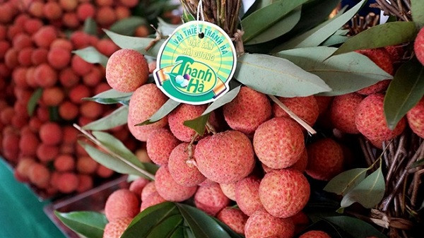 Hai Duong active dans la commercialisation de litchis ảnh 1