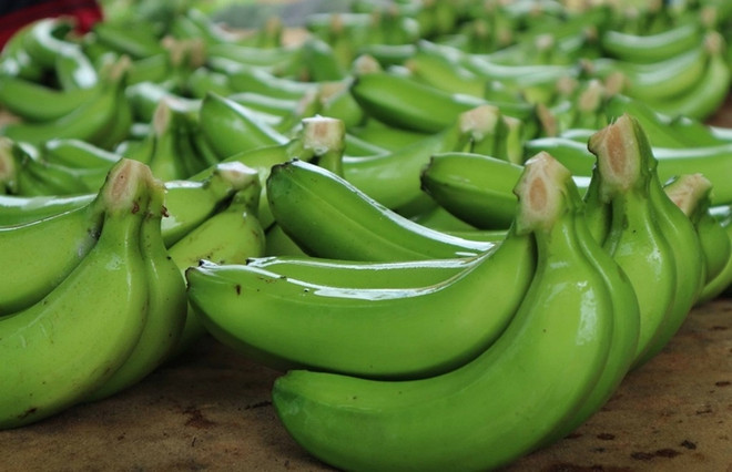 Exportations de bananes de près de 11 millions de dollars vers le Japon et la R. de Corée en 2022 ảnh 1 Exportations de bananes de près de 11 millions de dollars vers le Japon et la R. de Corée en 2022 ảnh 1