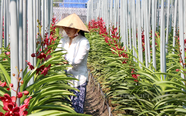 Ho Chi Minh-Ville améliore sa capacité de production de plantes ornementales ảnh 2 Ho Chi Minh-Ville améliore sa capacité de production de plantes ornementales ảnh 2