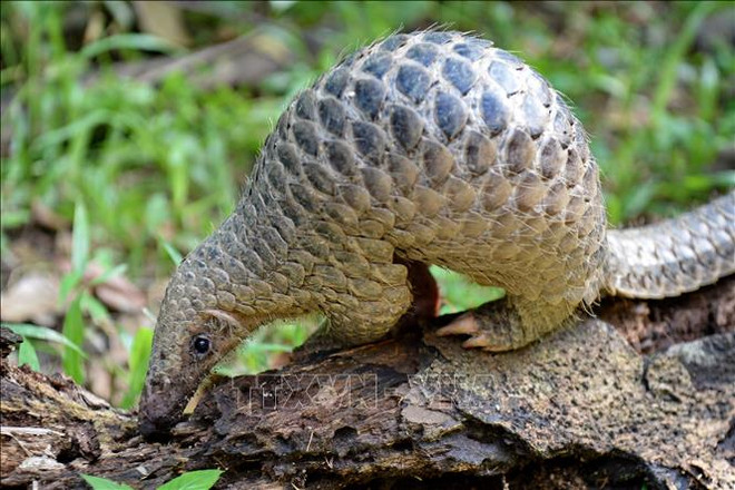 Tay Ninh relâche 444 animaux sauvages dans la nature ảnh 1 Tay Ninh relâche 444 animaux sauvages dans la nature ảnh 1