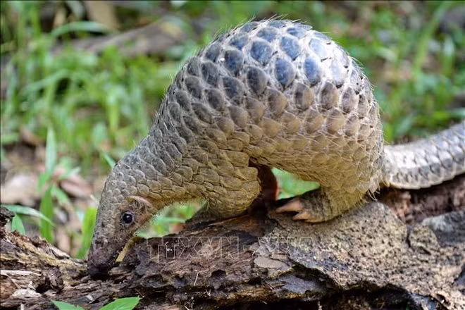 Tay Ninh relâche 444 animaux sauvages dans la nature ảnh 1 Tay Ninh relâche 444 animaux sauvages dans la nature ảnh 1