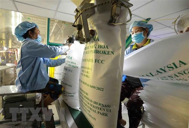 Exportations de riz du Vietnam en hausse en raison de la pénurie d'approvisionnement ảnh 1