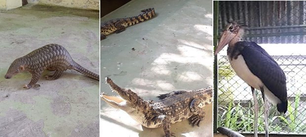 Tay Ninh relâche 444 animaux sauvages dans la nature ảnh 2 Tay Ninh relâche 444 animaux sauvages dans la nature ảnh 2