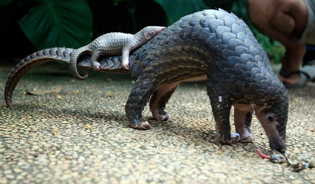 Quinze pangolins malais relâchés dans la nature ảnh 1 Quinze pangolins malais relâchés dans la nature ảnh 1