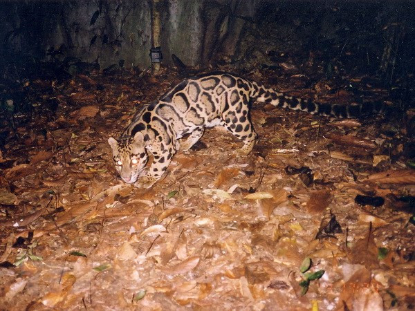 Renforcer la coopération internationale pour conserver les espèces sauvages menacées ảnh 1