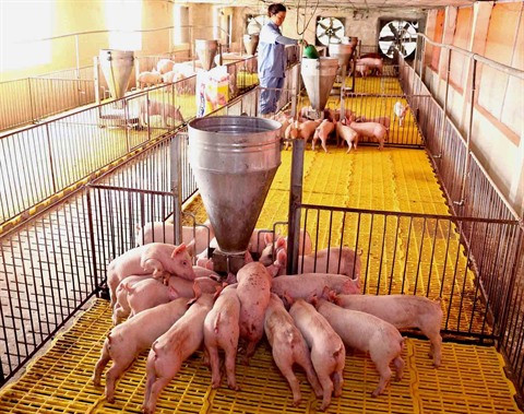 Le Vietnam agit pour prévenir l’introduction de la PPA ảnh 1 Le Vietnam agit pour prévenir l’introduction de la PPA ảnh 1