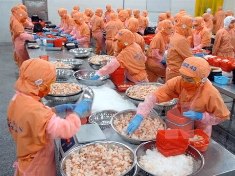 Une année difficile pour les exportations de crevettes ảnh 1