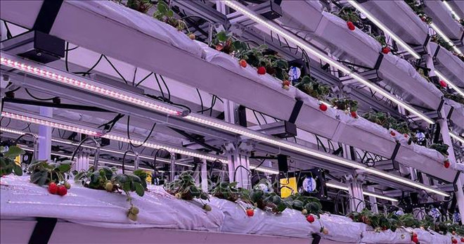 Singapour applique la haute technologie à la culture de fraises en Malaisie et en Thaïlande ảnh 1 Singapour applique la haute technologie à la culture de fraises en Malaisie et en Thaïlande ảnh 1