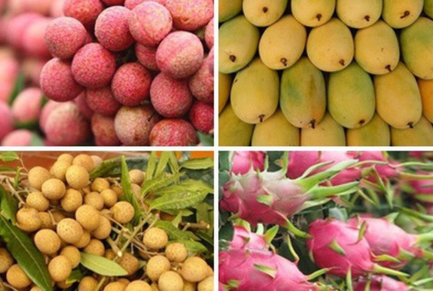 Quatre fruits vietnamiens sont exportés vers l’Australie ảnh 1 Quatre fruits vietnamiens sont exportés vers l’Australie ảnh 1