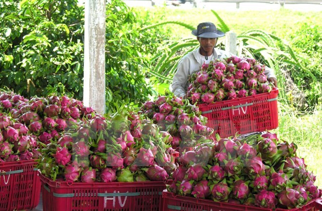 Bond des exportations nationales de fruits et légumes ảnh 1 Bond des exportations nationales de fruits et légumes ảnh 1