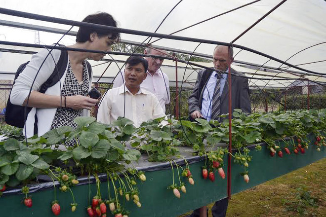 Da Lat sera un centre de production de légumes No.1 en Asie du Sud-Est ảnh 1