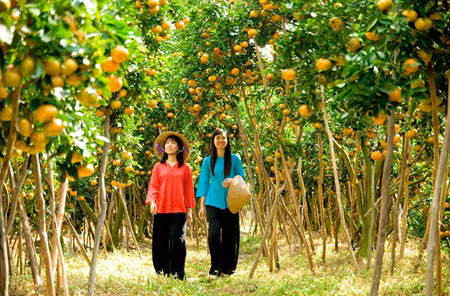 Dans la province de Dông Thap : le royaume des mandarines roses ảnh 1