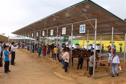 Inauguration de l’hippodrome Thiên Ma-Madagui ảnh 1