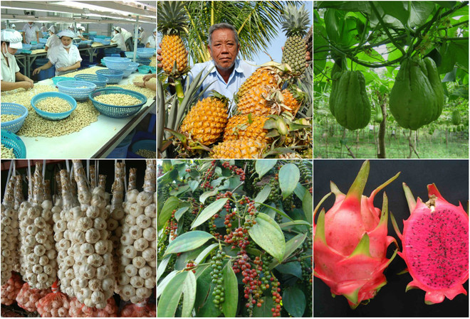 IGP: Vietnam au 2e rang des pays Sud-Est asiatiques ayant le plus de produits agricoles protégés ảnh 1 IGP: Vietnam au 2e rang des pays Sud-Est asiatiques ayant le plus de produits agricoles protégés ảnh 1