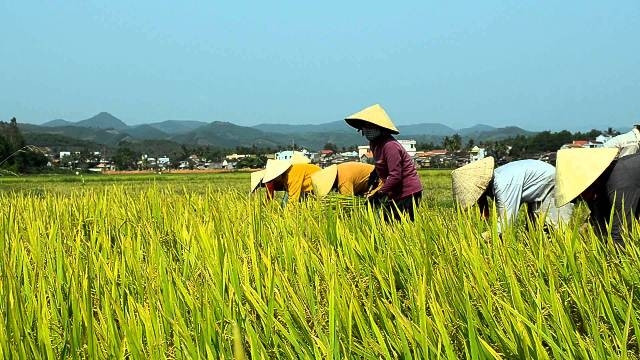 Aide aux paysans dans la production rizicole bio aux normes internationales ảnh 1 Aide aux paysans dans la production rizicole bio aux normes internationales ảnh 1