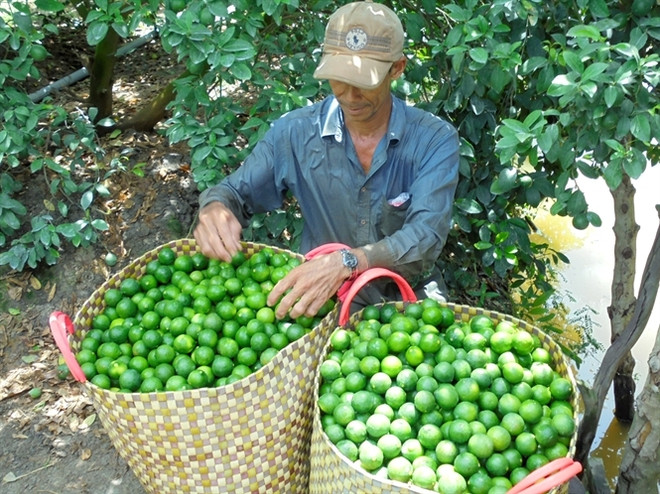 Exportation de citrons en République de Corée ảnh 1 Exportation de citrons en République de Corée ảnh 1