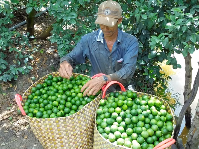 Exportation de citrons en République de Corée ảnh 1