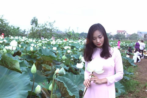 L’unique étang de lotus blanc en banlieue de Hanoï ảnh 1 L’unique étang de lotus blanc en banlieue de Hanoï ảnh 1