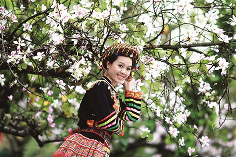 Quand la fleur de bauhinie se donne en spectacle ảnh 1 Quand la fleur de bauhinie se donne en spectacle ảnh 1