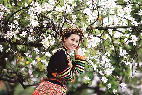 Quand la fleur de bauhinie se donne en spectacle ảnh 1