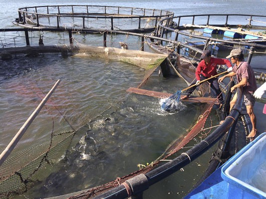 À Bà Ria-Vung Tàu, une aquaculture 4.0… ảnh 2 À Bà Ria-Vung Tàu, une aquaculture 4.0… ảnh 2