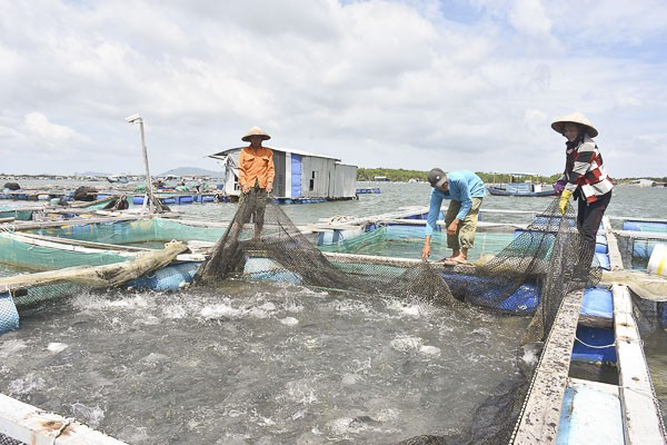 À Bà Ria-Vung Tàu, une aquaculture 4.0… ảnh 1 À Bà Ria-Vung Tàu, une aquaculture 4.0… ảnh 1