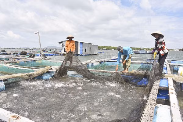 À Bà Ria-Vung Tàu, une aquaculture 4.0… ảnh 1