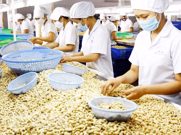 L’agriculture atteindrait un revenu d’exportation de 41 mds de dollars ảnh 1