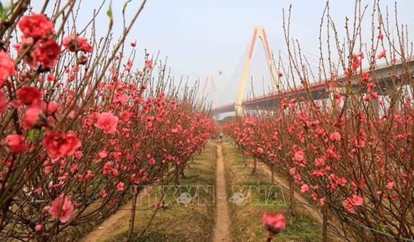 La signification de la fleur de pêcher ảnh 1 La signification de la fleur de pêcher ảnh 1