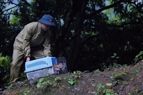 Hanoï : une centaine d'animaux sauvages relâchés ảnh 1