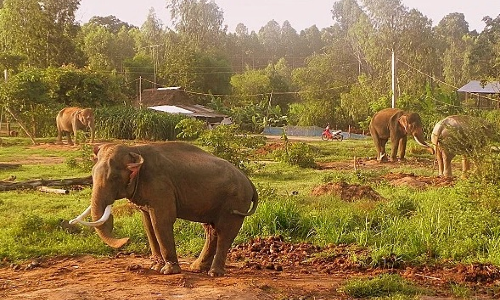 Ajustement du projet de conservation des éléphants au Vietnam pour la période 2013 - 2020 ảnh 1 Ajustement du projet de conservation des éléphants au Vietnam pour la période 2013 - 2020 ảnh 1